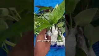 Shipping To 🇺🇸✈️ | Live Plants | Plantsale | gianttropicalnursery.com | #plantlover #flower #plant