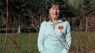 Pruning Blueberry Plants with OSU Master Gardeners