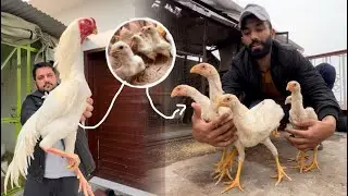 Growth of Shamo Chicks Berfore VS After, Hsn King Shamo Home Breed, How To Start Shamo Farming, Hsn