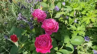 July Garden Tour | Roses in Bloom | David Austin | Kordes | Pink, Apricot & White Roses