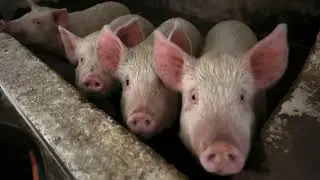 Animal sound (pig)