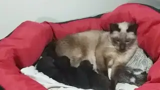 LIVE RESCUE KITTEN NURSERY _ MAMMA GATTA E GATTINI #2