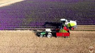 Lavender Harvesting in Lavender Farm in France