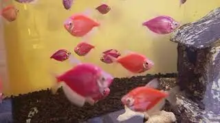 Ikan Glowfish & Manfish di Akuarium, Cantik Banget!