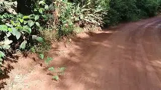 surucucu pico de jaca.