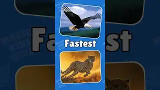 What's the REAL Fastest Bird on the Planet?