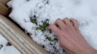 Overwintering Salad Greens: A (Mostly) Successful Experiment!