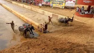 Ikala bava kambala 2017--18jan 27-28{Buffalo race}