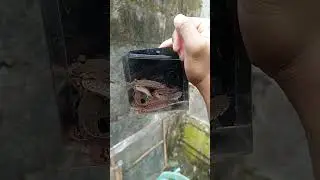 progres Bleheri calon indukan 🔥🔥 #channa #channableheri #fish #ikanhias #aquarium #betta #bettafish