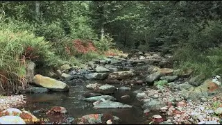 Relaxing music from Leo. РАССЛАБЛЯЮЩАЯ МУЗЫКА, успокаивающая разум. Музыка для сна, души и тела