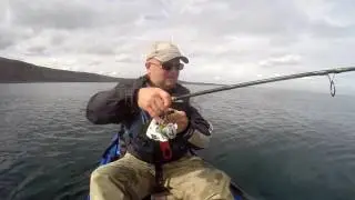 Cod Fishing with a Dolphin 2016