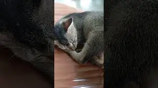 #petsongs #cat