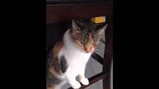 Cat Snorting