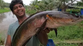ഇവൻ കയ്യിൽ ഉണ്ടെങ്കിൽ വലിയ മീനുകളെ ഇനി ഈസി ആയി പിടിക്കാം #Snakehead fishing Kerala