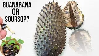 I&rsquo;m Curious About This Fruit. So I Got One To Grow And To Make Candy. SOURSOP a.k.a GUANABANA