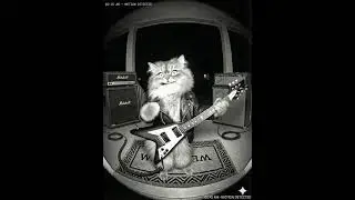 Ding dong! Party time! #cat #ai #aivideo #cute #catmemes #animals #catshorts #funnycats