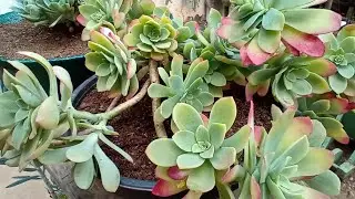Tragédia/sedum palmeri e echeveria secunda (replante)