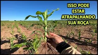 VOCÊ SABE O QUE É ALELOPATIA? #toxinas #plantas #roça