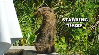 Native Plant Garden Sitcom Parody || A Wild Approach