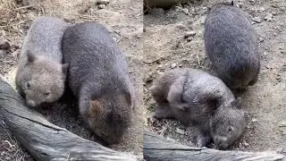 Wombat Is A Cutest Animal In The World 🐨🐨🐨🐨