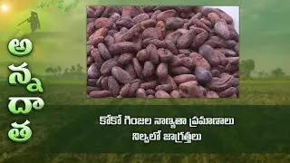 Quality standards of cocoa beans - storage precautions | ETV