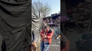 HDP Plant prunning tacnique || AVO (Avnish Chauhan) #shorts #farming #viral