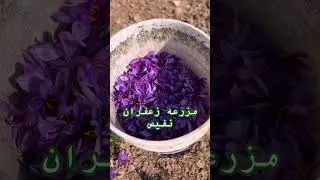 طلای سرخ ایران در لحظه 🍃#Saffron #IranianSaffron#زعفران#زعفران_نفیس#naturalgold