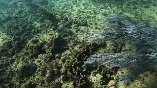 Scrawled filefish color change (twice!) | Puerto Rico