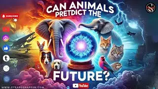 Animals That Can Predict the Future: Mind-Blowing Natural Phenomena!