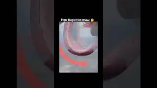 How Dogs Drink water 🤔#3danimation #facts #viral #entertainment