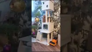 Маленькие скалолазы мейн-куны/Little Maine Coon climbers