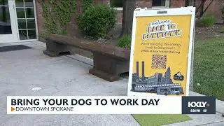 'It definitely helps people': Events like Bring Your Dog to Work Day helps local businesses