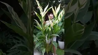Canna &lsquo;Stuttgart&rsquo; - I water her daily during summer & she gets a lot of sun exposure. #gardening
