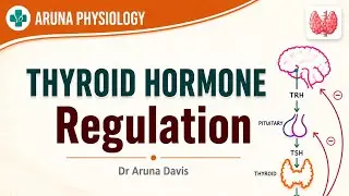 Regulation of Thyroid Hormone Secretion |Physiology | First year MBBS