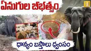 Elephants Hulchul in Manyam District | ధాన్యం బస్తాలను ధ్వంసం చేసిన ఏనుగుల గుంపు | Its UTV