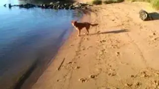 Abbie the Nova Scotia Duck Tolling Retriever - 7.5 Months - 
