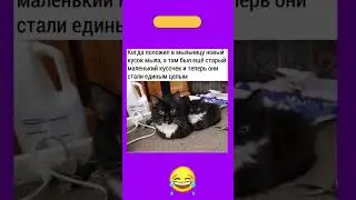 #юмор #memes #прикол #смех