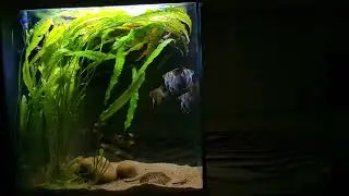 Tall grow out tank - Pterophyllum scalare 'Santa Isabell' and stingrays
