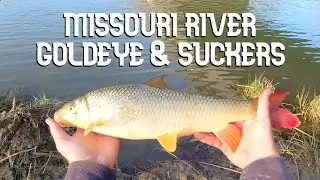 Fishing The Missouri River Montana - Goldeye and Suckers