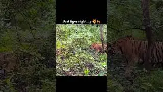 Best tiger sighting 🐯 #wildlife