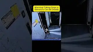 Terrifying! Dog Almost Dies from Leash Caught in Elevator #shortvideo #short #animals #dog #pets