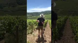 Wine Education Abroad  - Burgundy under the Walnut Tree - Napa Valley Wine Academy  #winetrip #wset