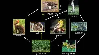 Food chain and Food web | உணவுச் சங்கிலி & உணவு வலை | Tamil