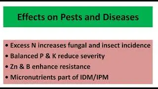 Micronutrient Management in Chilli Implications on Yield Quality Diseases and Pests