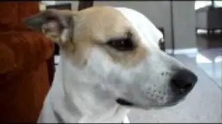 Testing the dog's hearing