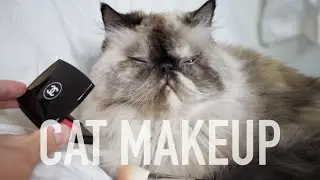 PUTTING MAKEUP ON CAT TUTORIAL | Andrewsoffday