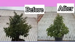 Saron August thla a ka enkawl chhoh dan tur #bougainvilleaflower #garden #flowers 