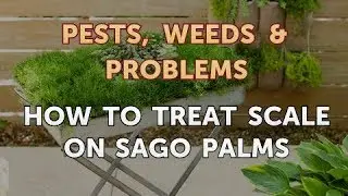 How to Treat Scale on Sago Palms
