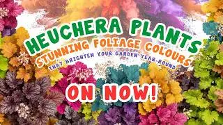 Heuchera Plants: Stunning Foliage Colours That Brighten Your Garden Year-Round