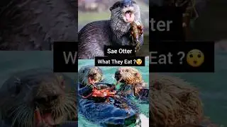 Facts About Sea Otter | Cute Predator #seaotter #animals #shorts
